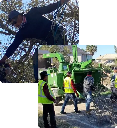 Wild Oak crew member climbing a tree, and the crew feeding branches into a chipper