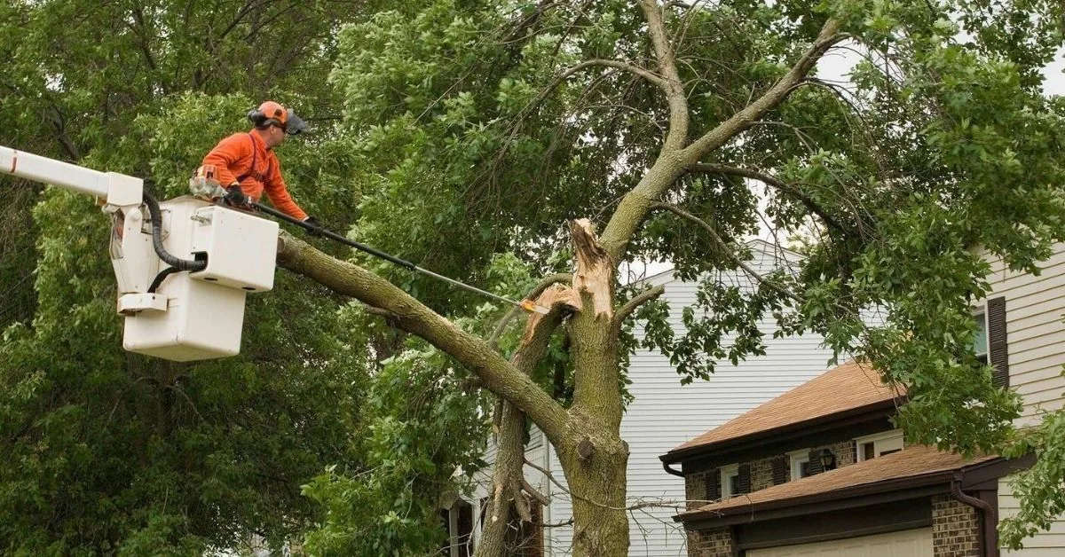 Worker in a bucket lift removing a split limb beside a house