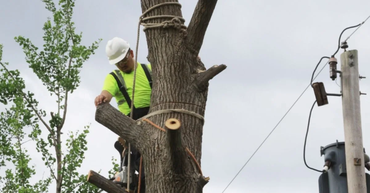 Climber in helmet and hi-vis shirt working in a tree near power lines