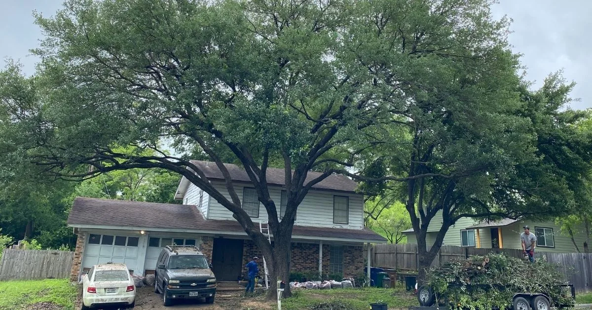 Large mature shade trees over a two-story house