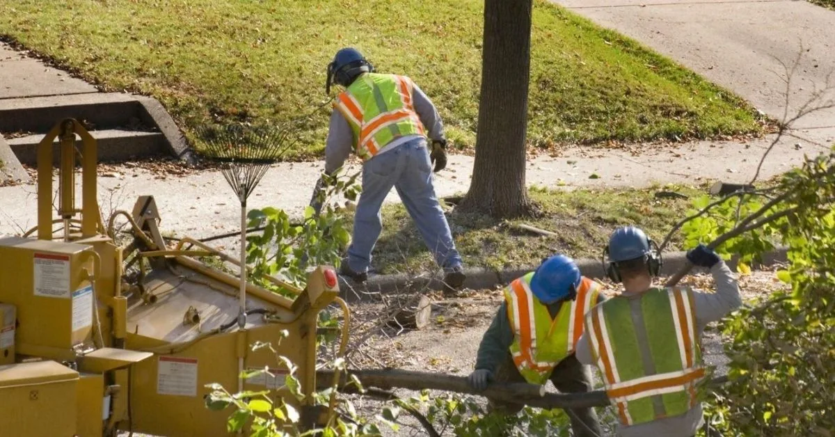 Workers in hard hats and hi-vis vests clearing cut branches