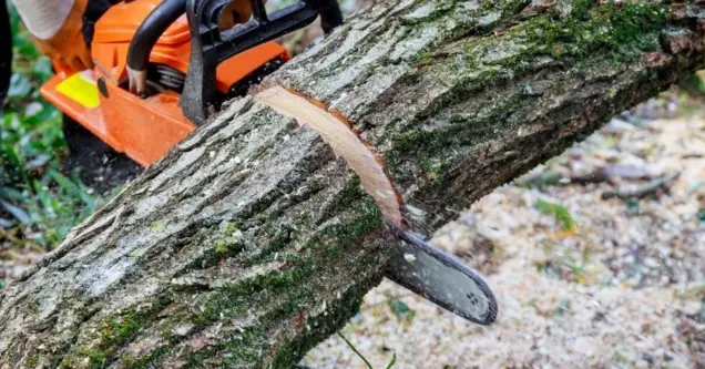 Best Time for Tree Removal in Austin, TX