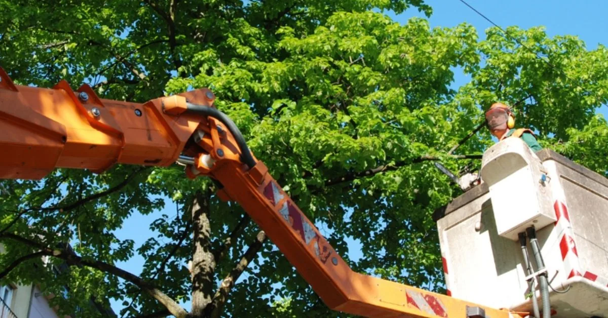 Worker in a bucket lift raised into a leafy tree canopy