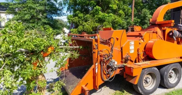 How Much Does Tree Removal Cost in Austin, TX?