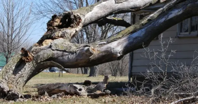 When Should You Remove an Oak Tree in Austin?