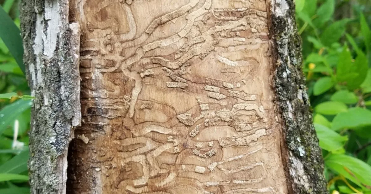 Trunk with bark removed showing winding insect tunnels