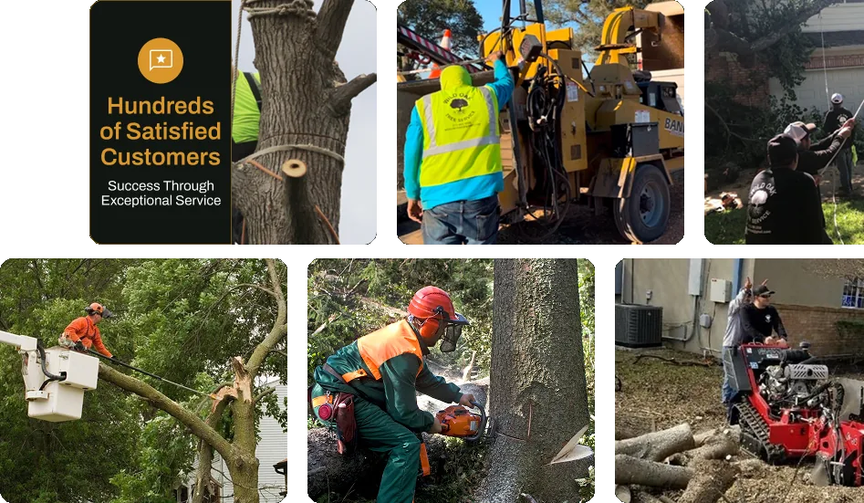 Wild Oak Tree Service crew at work: rigging, wood chipping, rope lowering, bucket-truck limb removal, chainsaw felling and stump grinding — hundreds of satisfied customers
