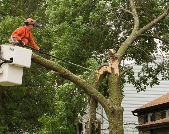 Tree with a freshly split limb being cut back with a pole saw beside a house