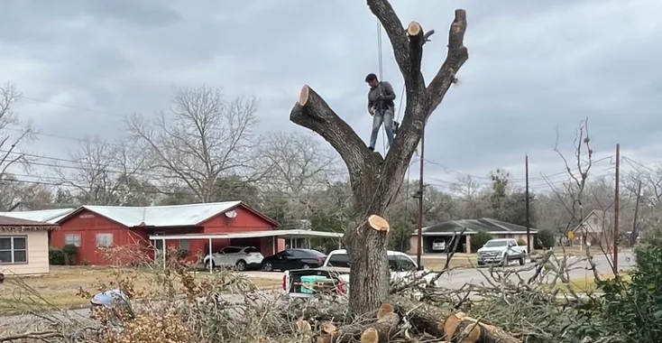 Climber on a large tree with cut logs piled in the yard below