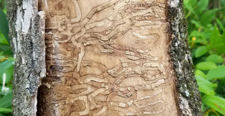 Trunk with bark removed showing winding insect tunnels