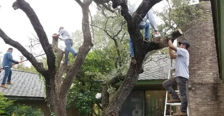 Crew of four climbing and working in a tree beside a house