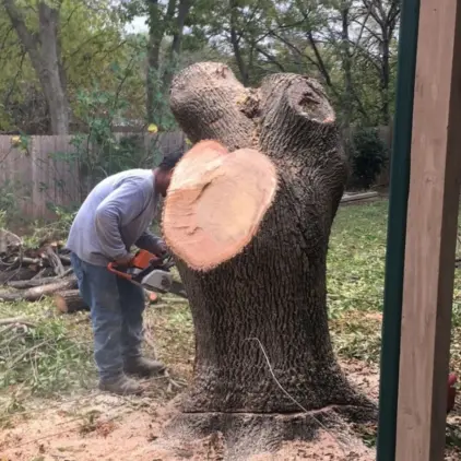 Worker cutting a large tree trunk with a chainsaw in a backyard