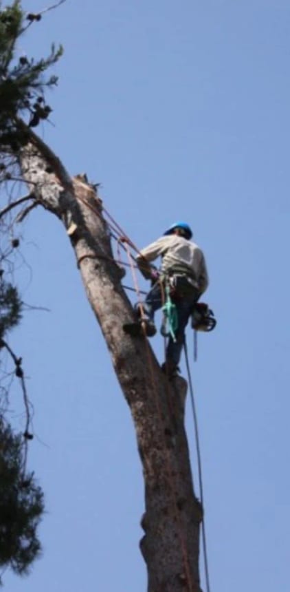 Climber in harness roped to a tall limbed tree trunk
