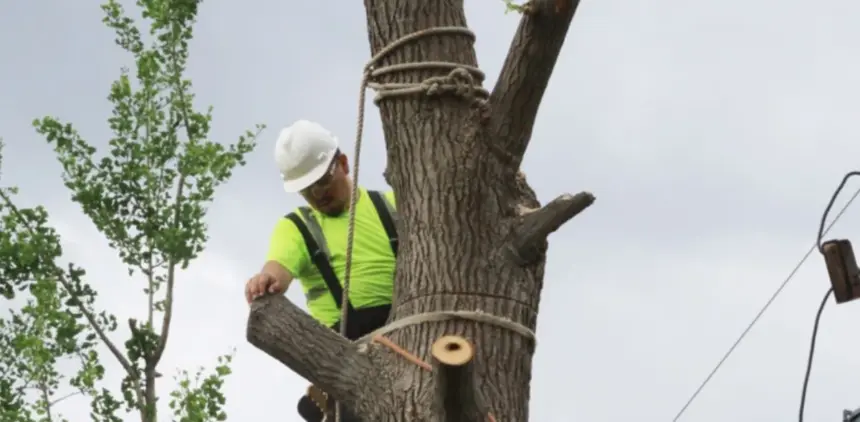 Climber in helmet and hi-vis shirt working in a tree near power lines